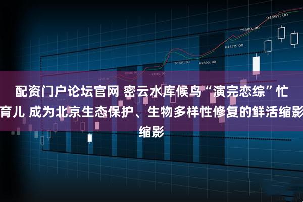 配资门户论坛官网 密云水库候鸟“演完恋综”忙育儿 成为北京生态保护、生物多样性修复的鲜活缩影